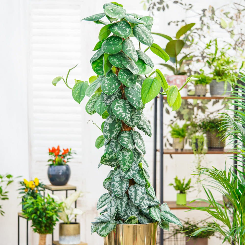 Planta Curgatoare (Scindapsus) Pictus Trebie (Cu Suport) - 150 cm