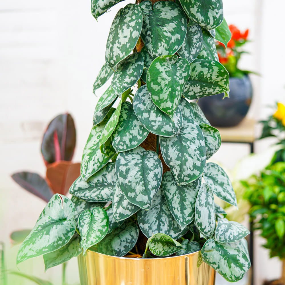 Planta Curgatoare (Scindapsus) Pictus Trebie (Cu Suport) - 150 cm