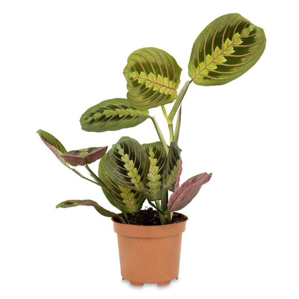 Молитвено растение Tricolor (Maranta) Fascinator, 25–30 см, цветни зелено-червени листа, пречистващо въздуха