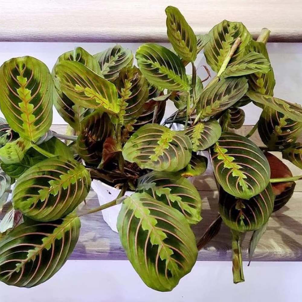 Молитвено растение Tricolor (Maranta) Fascinator, 35 см, цветни зелено-червени листа, пречистващо въздуха