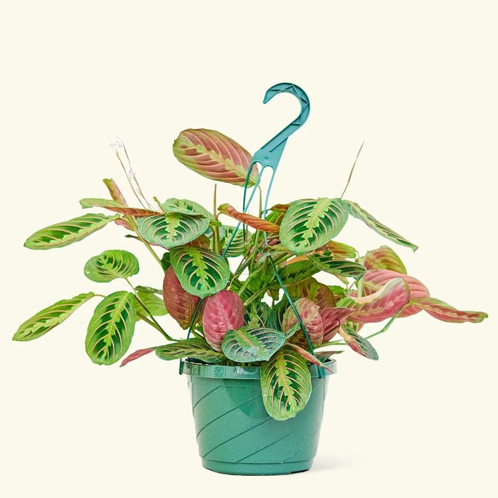 Planta Care se Roaga Tricolor (Maranta) Fascinator - 35-40 cm
