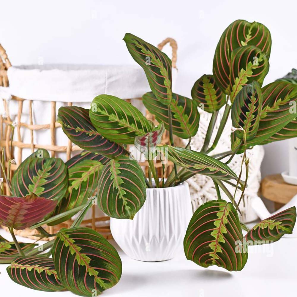 Молитвено растение Tricolor (Maranta) Fascinator, 35 см, цветни зелено-червени листа, пречистващо въздуха