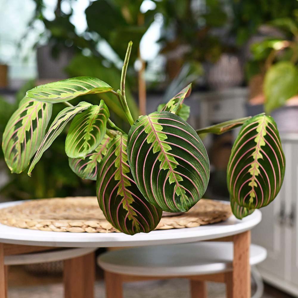 Молитвено растение Tricolor (Maranta) Fascinator, 35 см, цветни зелено-червени листа, пречистващо въздуха
