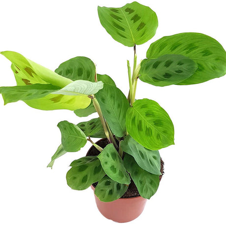 Молещо се растение (Maranta) Kerchoveana - 35 см