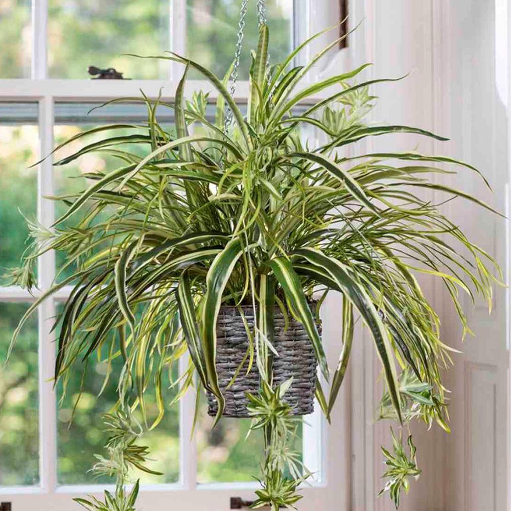 Planta Paianjen (Chlorophytum Comosum) Variegatum - 35 cm