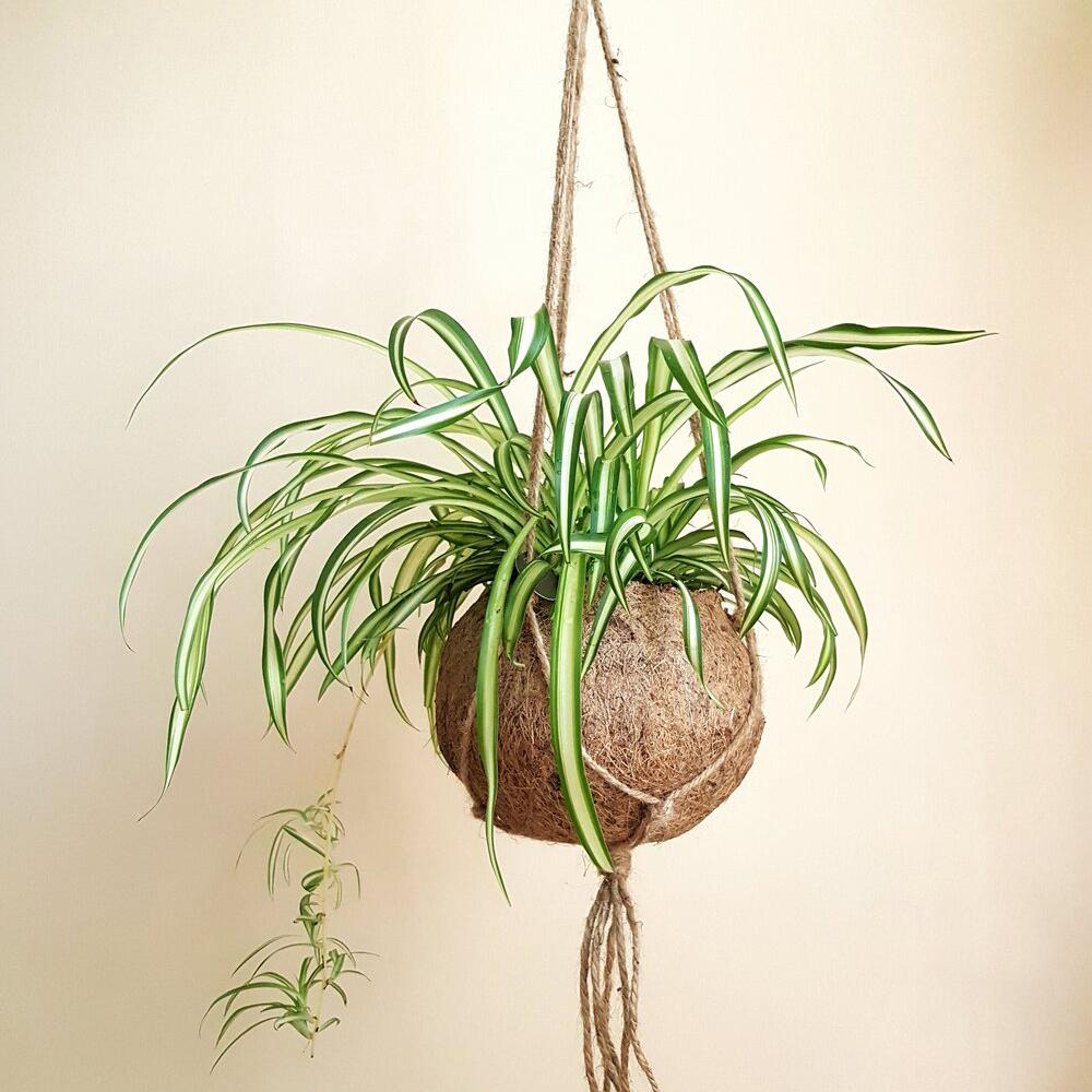 Паяжинно растение (Chlorophytum comosum) Variegatum, 40 см – дълги дъговидни листа в зелено и бяло