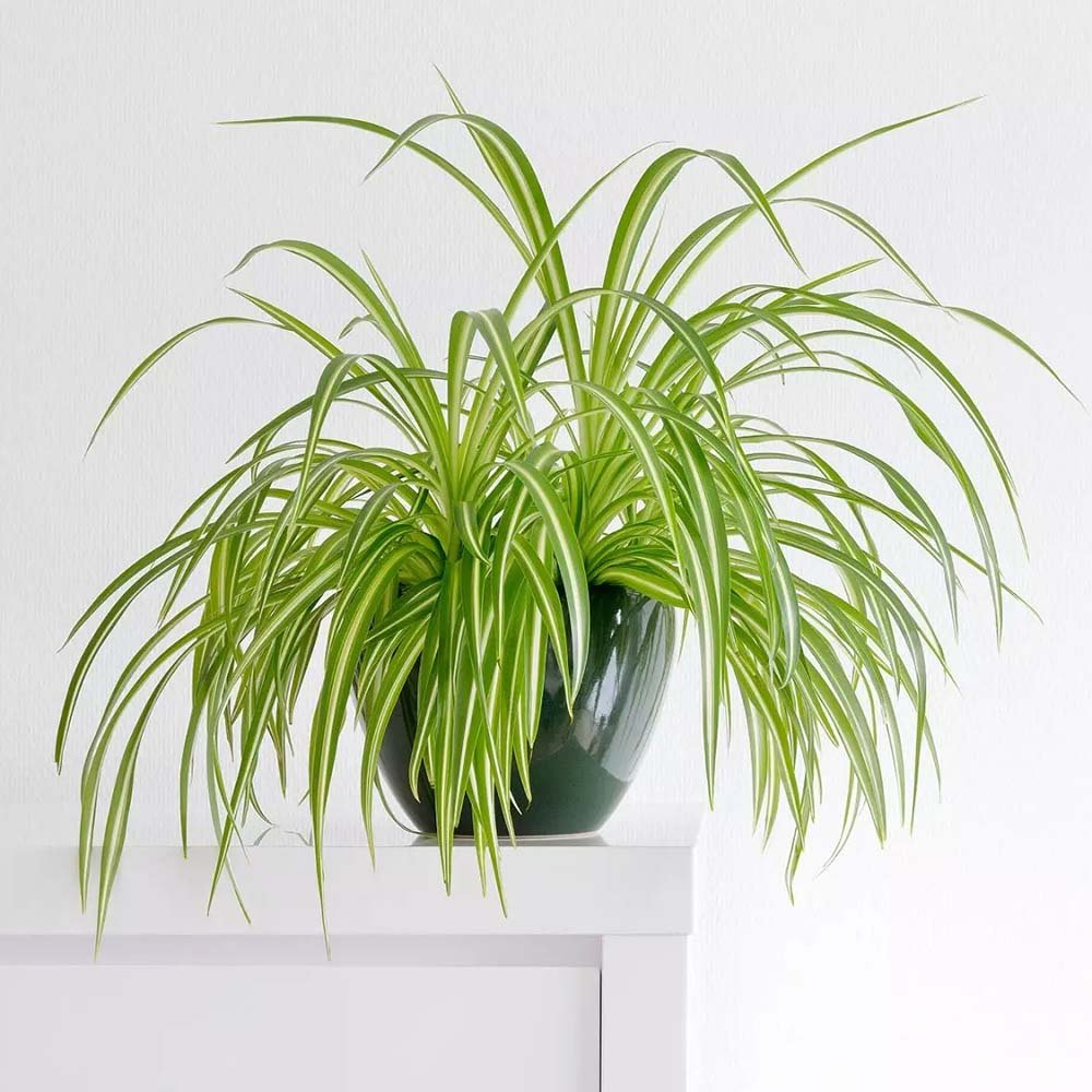 Паяжинно растение (Chlorophytum comosum) Variegatum, 40 см – дълги дъговидни листа в зелено и бяло