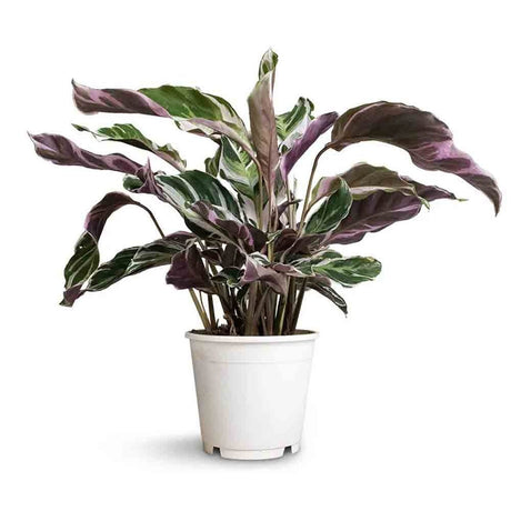 Молещо се растение Calathea Fusion White Tricolor, стайно тропическо растение с бели, лилави и зелени листа – 45 см