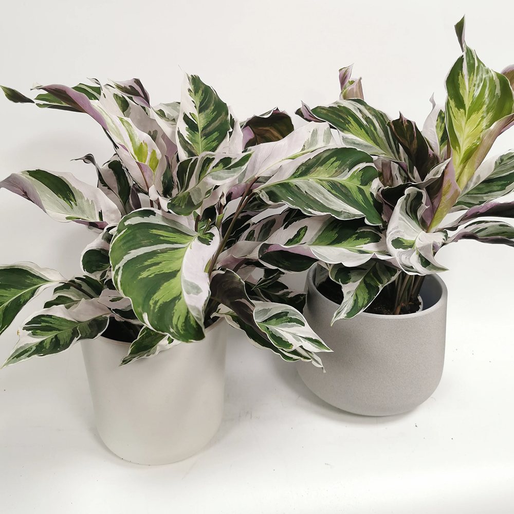Planta Paun Calathea Fusion White, cu frunze Tricolor - 60 cm