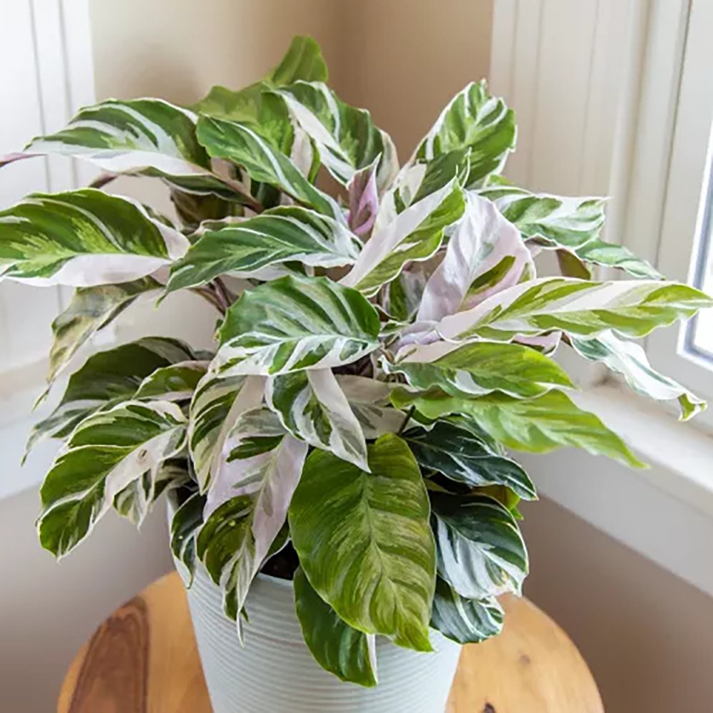 Planta Paun Calathea Fusion White, cu frunze Tricolor - 60 cm