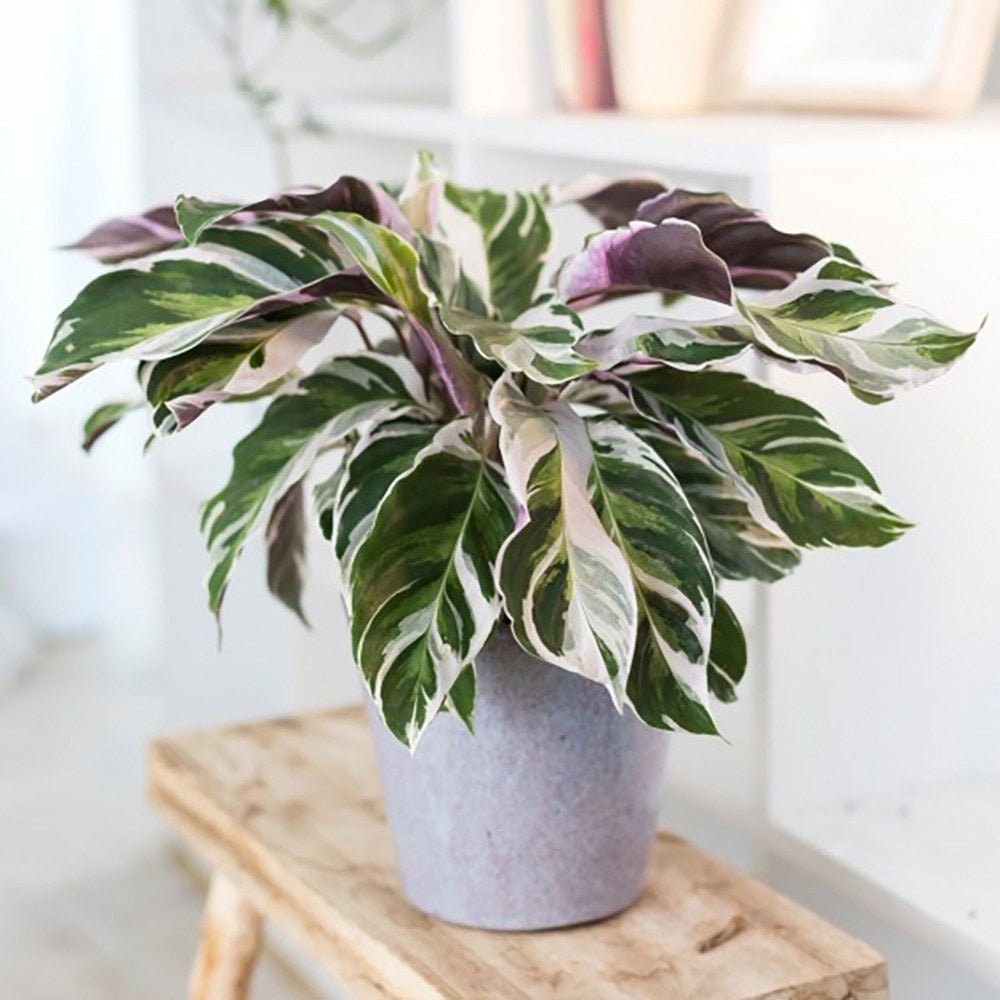 Planta Paun Calathea Fusion White, cu frunze Tricolor - 60 cm