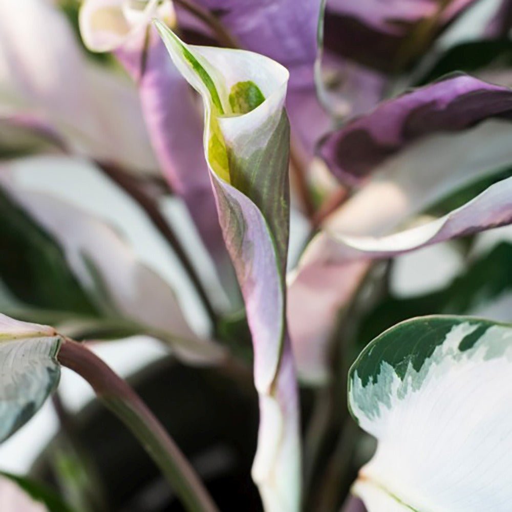 Planta Paun Calathea Fusion White, cu frunze Tricolor - 60 cm