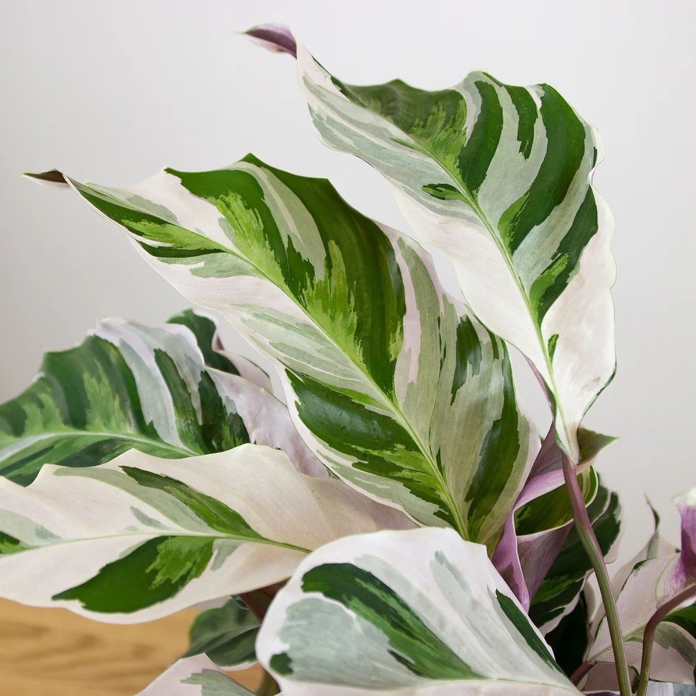 Planta Paun Calathea Fusion White, cu frunze Tricolor - 60 cm