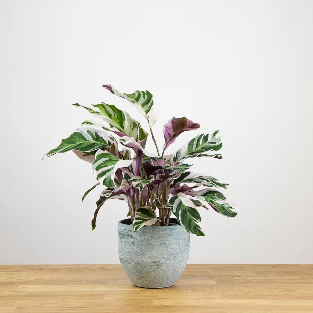 Planta Paun Calathea Fusion White, cu frunze Tricolor - 60 cm
