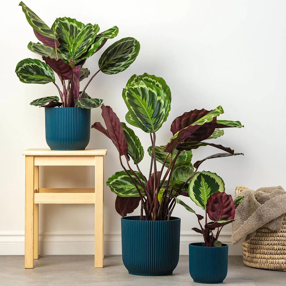 Planta care se Roaga Calathea Medallion, 50 cm, frunze elegante rotunde cu model simetric, verde si margini argintii, perfecta pentru orice decor interior