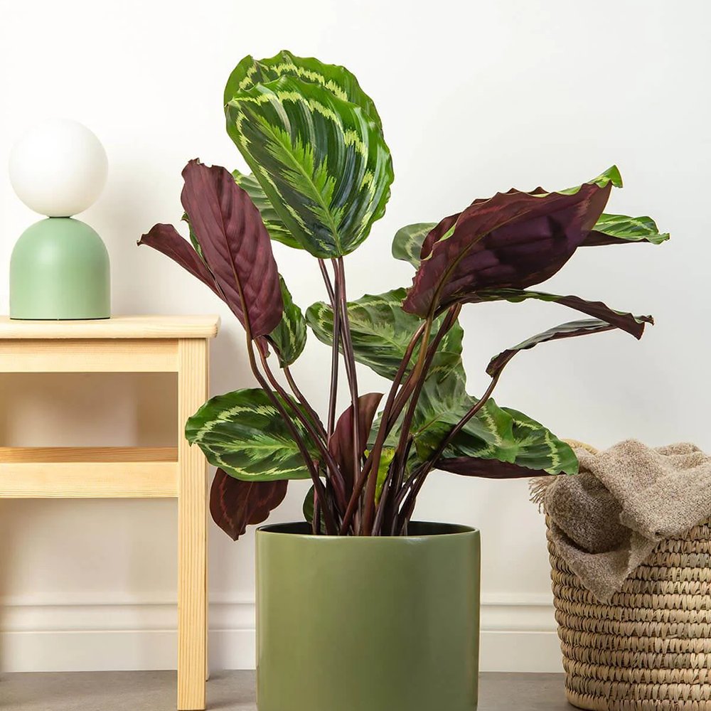 Planta care se Roaga Calathea Medallion, 50 cm, frunze elegante rotunde cu model simetric, verde si margini argintii, perfecta pentru orice decor interior