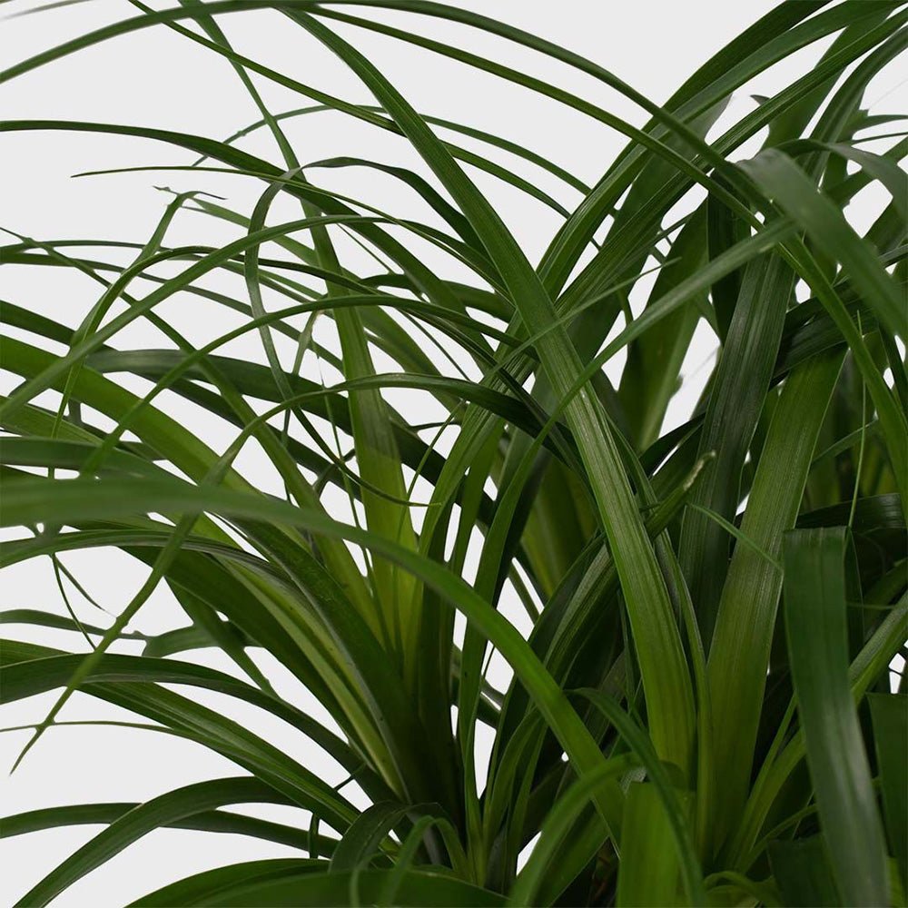 Nolina Recurvata, Picior de Elefant (Beaucarnea Recurvata) - 120 cm