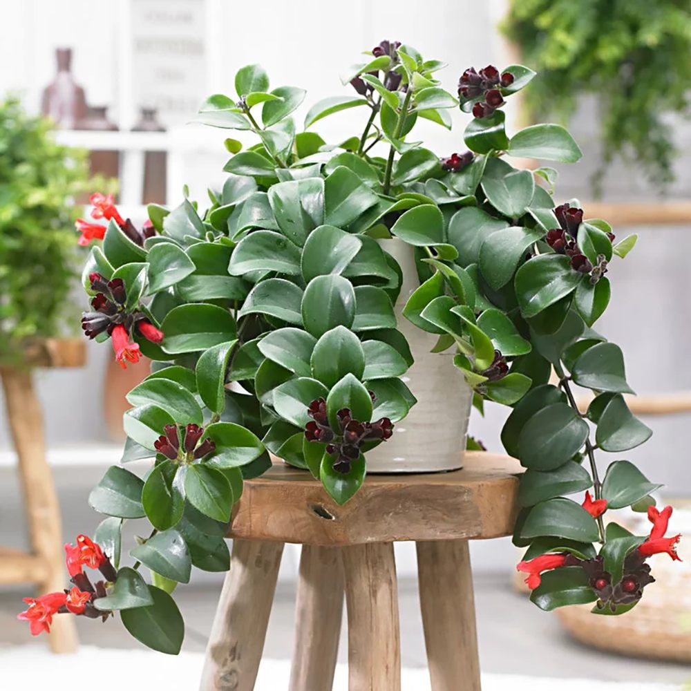 Planta Ruj (Aeschynanthus Mona Lisa) - 50 cm