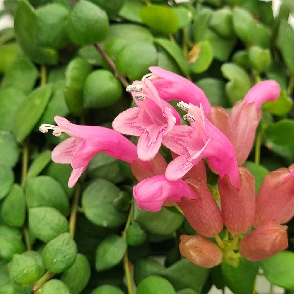 Planta Ruj (Aeschynanthus Pink Polka) - 30-50 cm