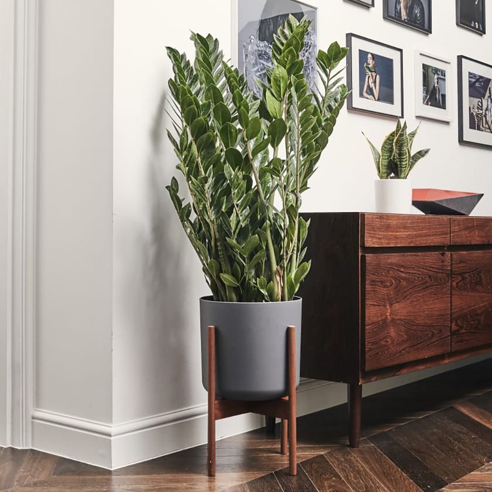 Planta Zz (Zamioculcas Zamiifolia) - 100-120 cm