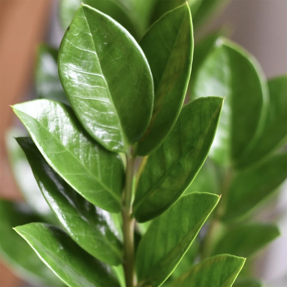 Planta Zz (Zamioculcas Zamiifolia) - 100-120 cm