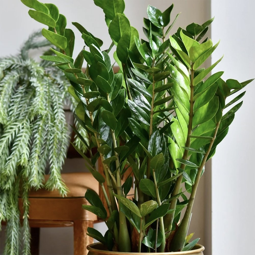 Planta Zz (Zamioculcas Zamiifolia) - 70 cm