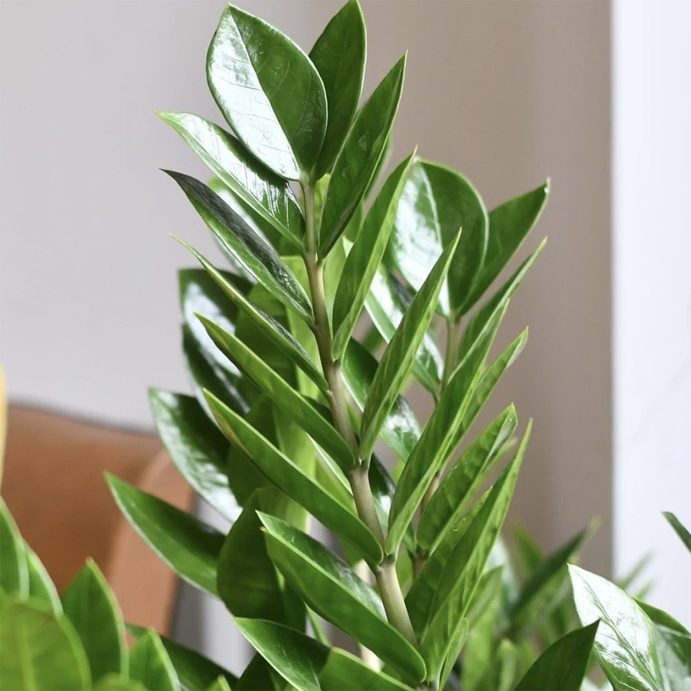 Planta Zz (Zamioculcas Zamiifolia) - 70 cm