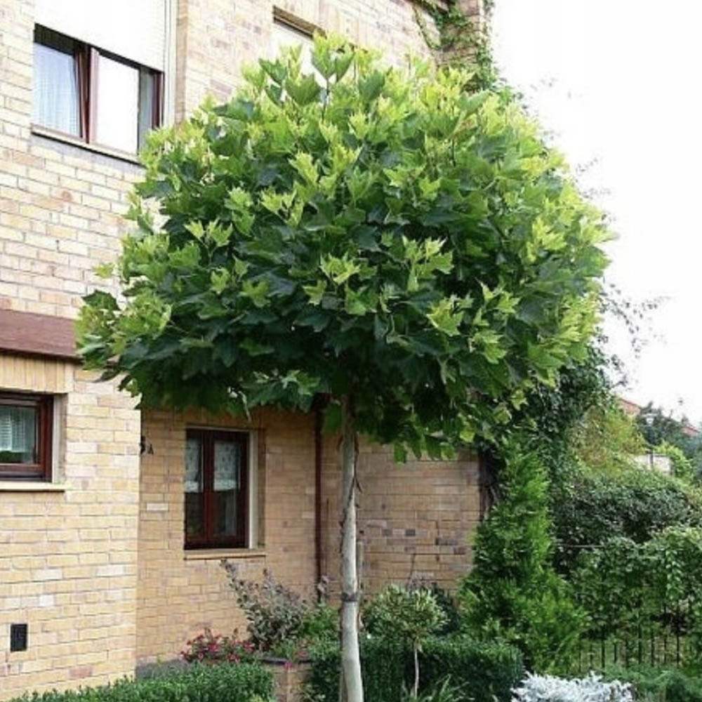 Platan Hispanic Alphens Globe