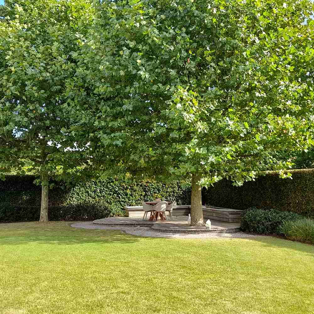 Platan Hispanic Alphens Globe