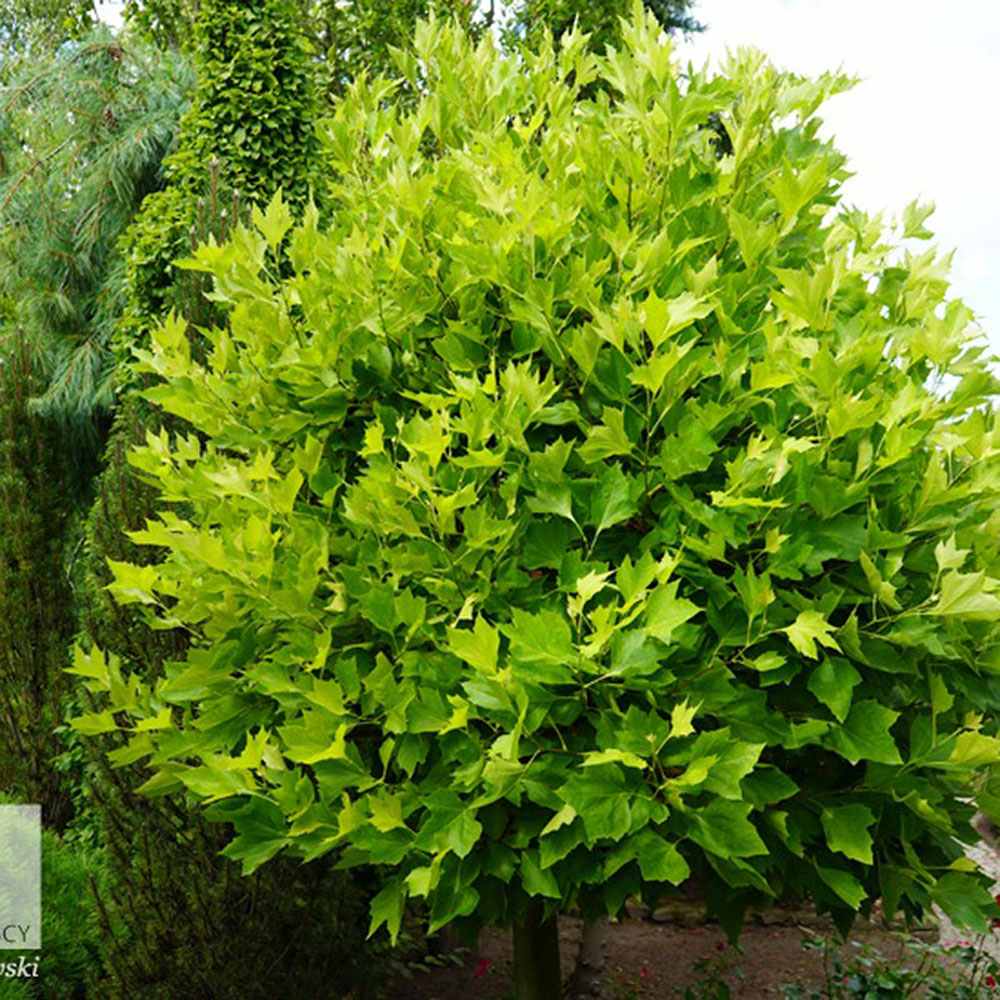 Platan Hispanic Alphens Globe