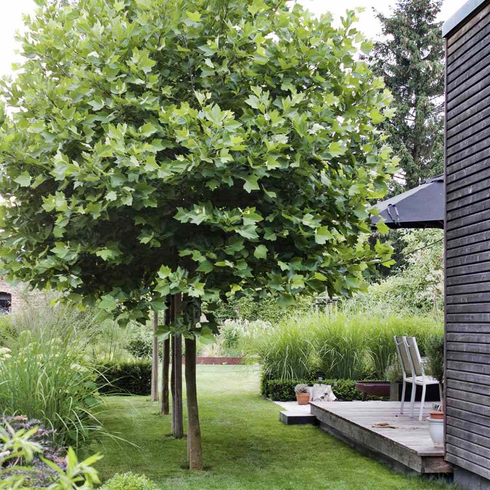 Platan Hispanic Alphens Globe