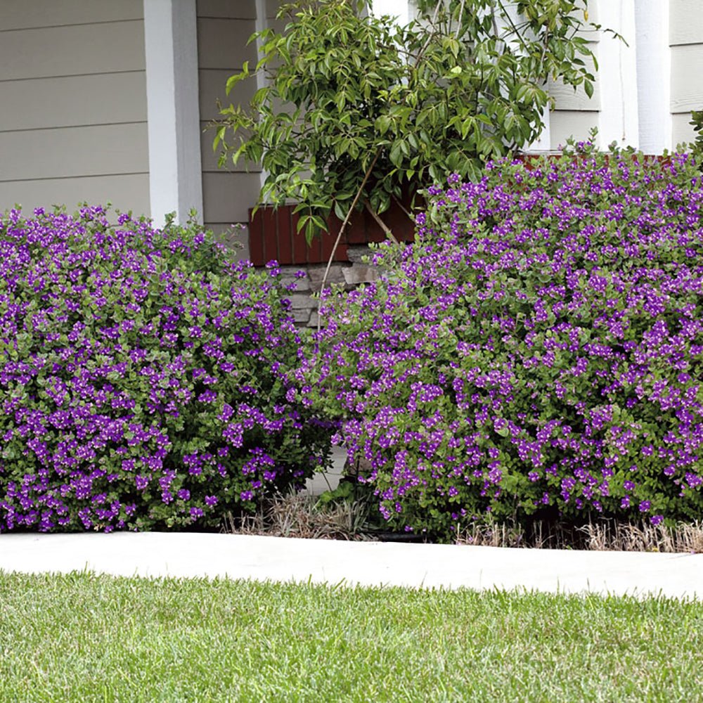 Polygala Myrtifolia, cu flori roz-violet