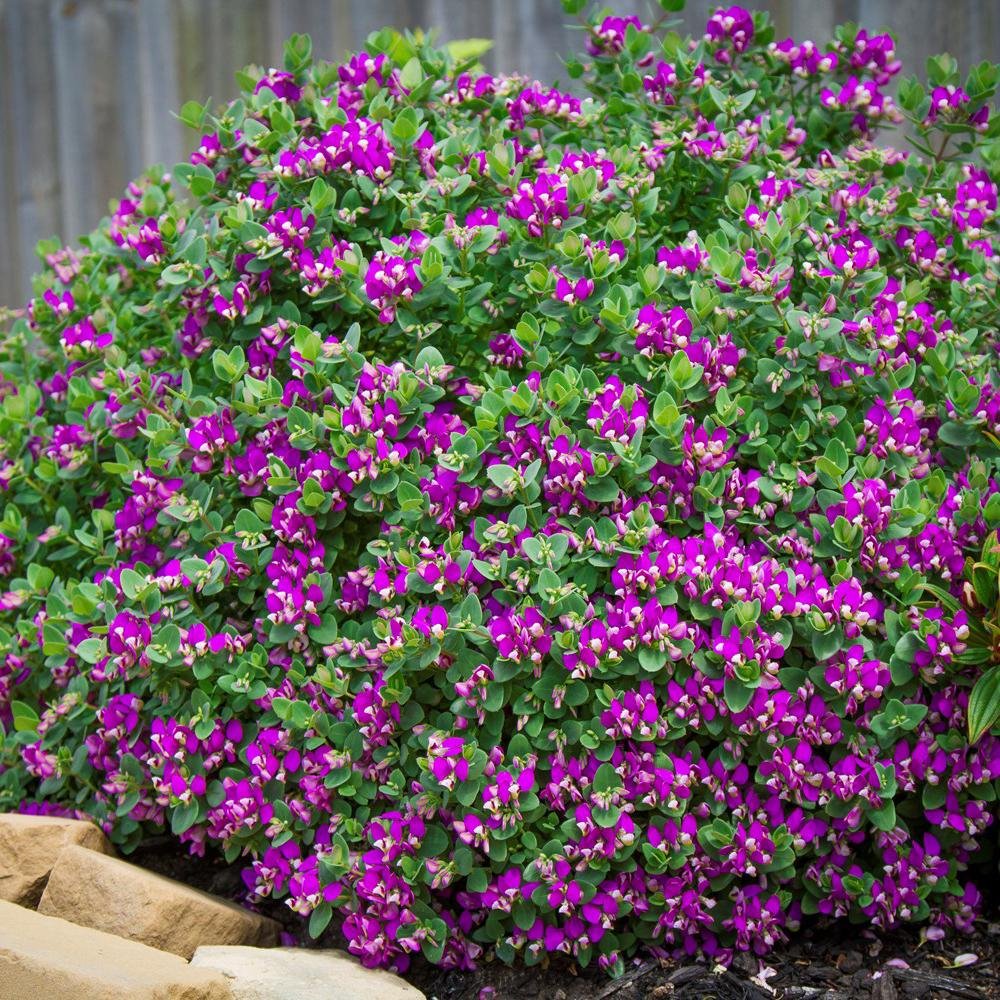 Polygala Myrtifolia, cu flori roz-violet