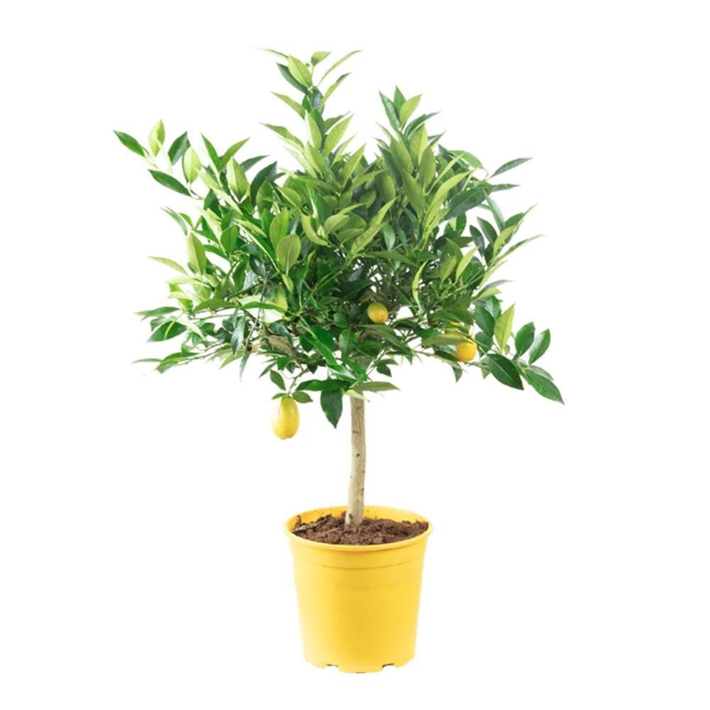 Pom Lamai - 60 cm
