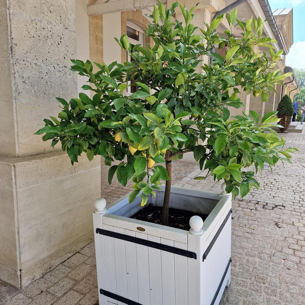 Pom Lamai Citroen