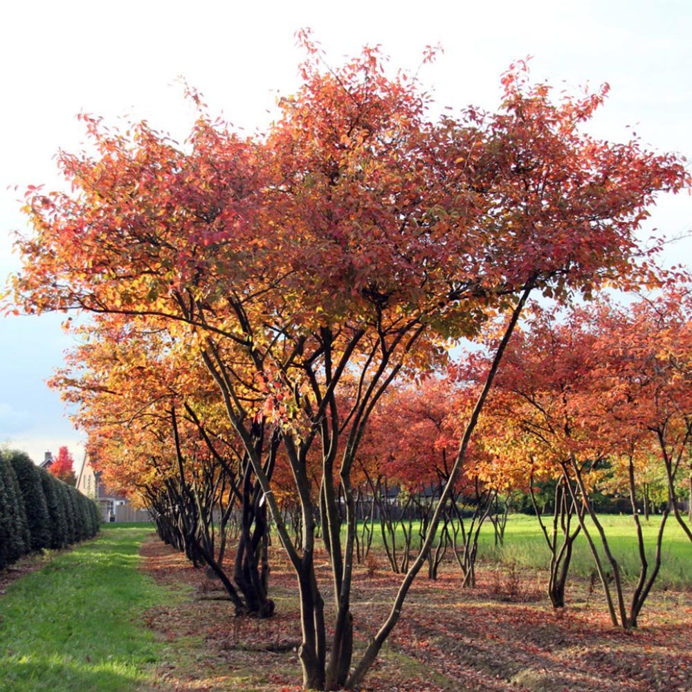 Pomul de Stafide (Amelanchier Lamarckii)