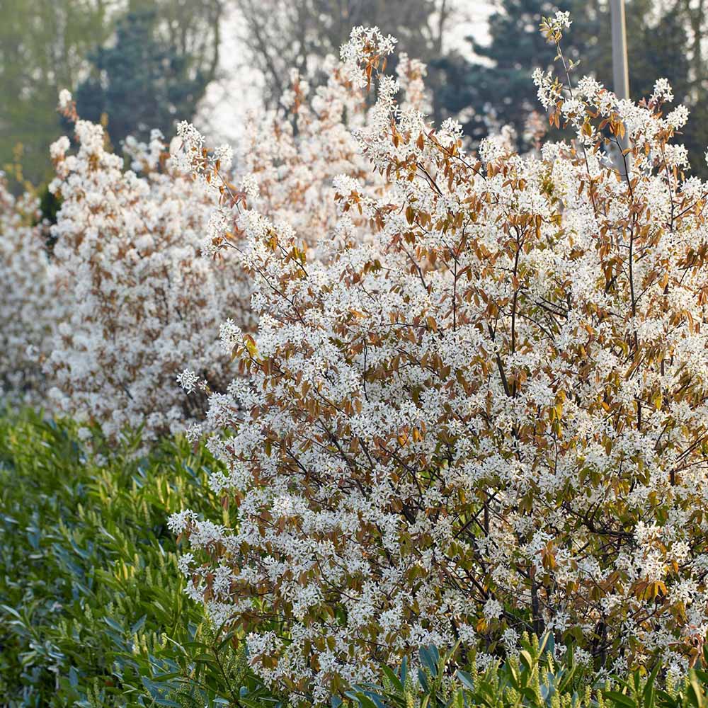 Pomul de Stafide (Amelanchier Lamarckii)