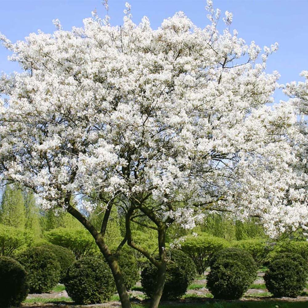 Pomul de Stafide (Amelanchier Lamarckii)
