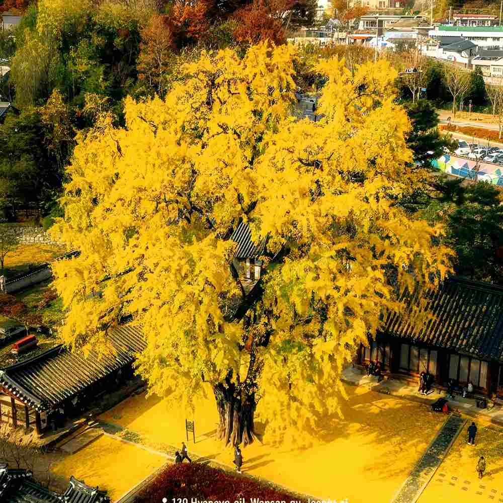 Arborele Pagodelor (Ginkgo Biloba), colorit de toamna cu frunze aurii, specie antica, perfect pentru umbra