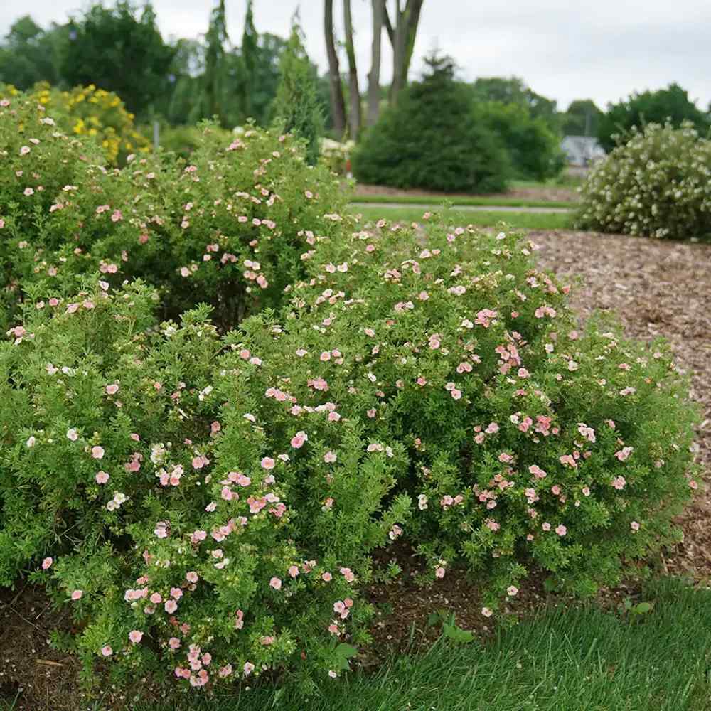 Coada Racului (Potentilla) Lovely Pink, arbust decorativ cu flori roz-pal, inflorire lunga, forma globulara naturala