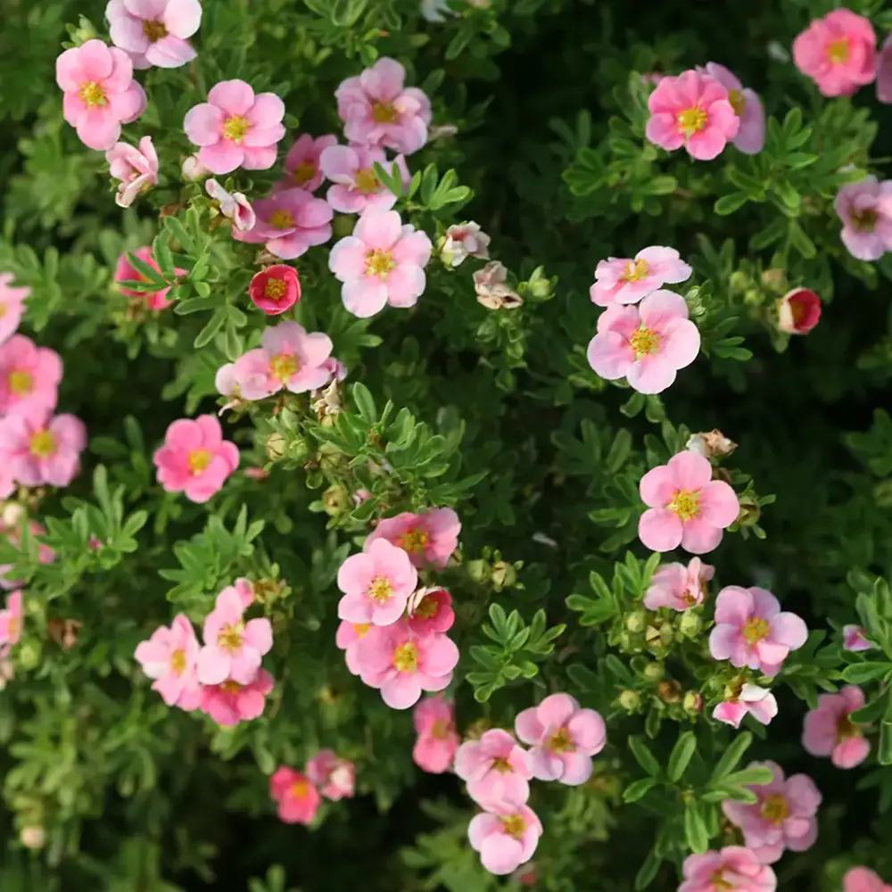Coada Racului (Potentilla) Lovely Pink, arbust decorativ cu flori roz-pal, inflorire lunga, forma globulara naturala