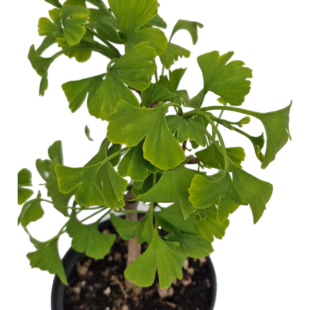 Бонсай Ginkgo Biloba – декоративно стайно растение със златисти есенни листа