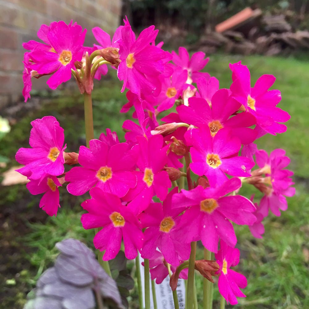Primula Rosea Grandiflora, cu flori roz-inchis si parfum placut