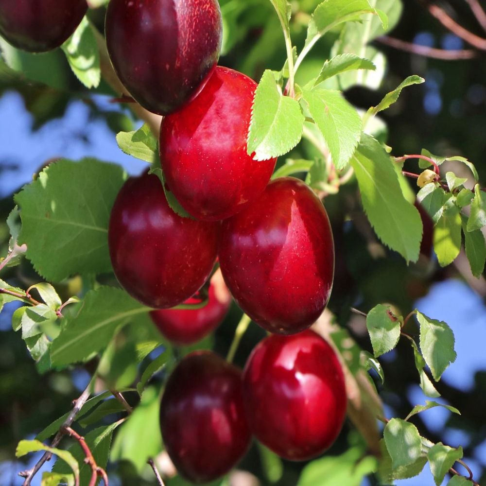 Prun Columnar (Prunus Domestica) Mirabelle Ruby, cu fructe dulci-acrisor rubinii
