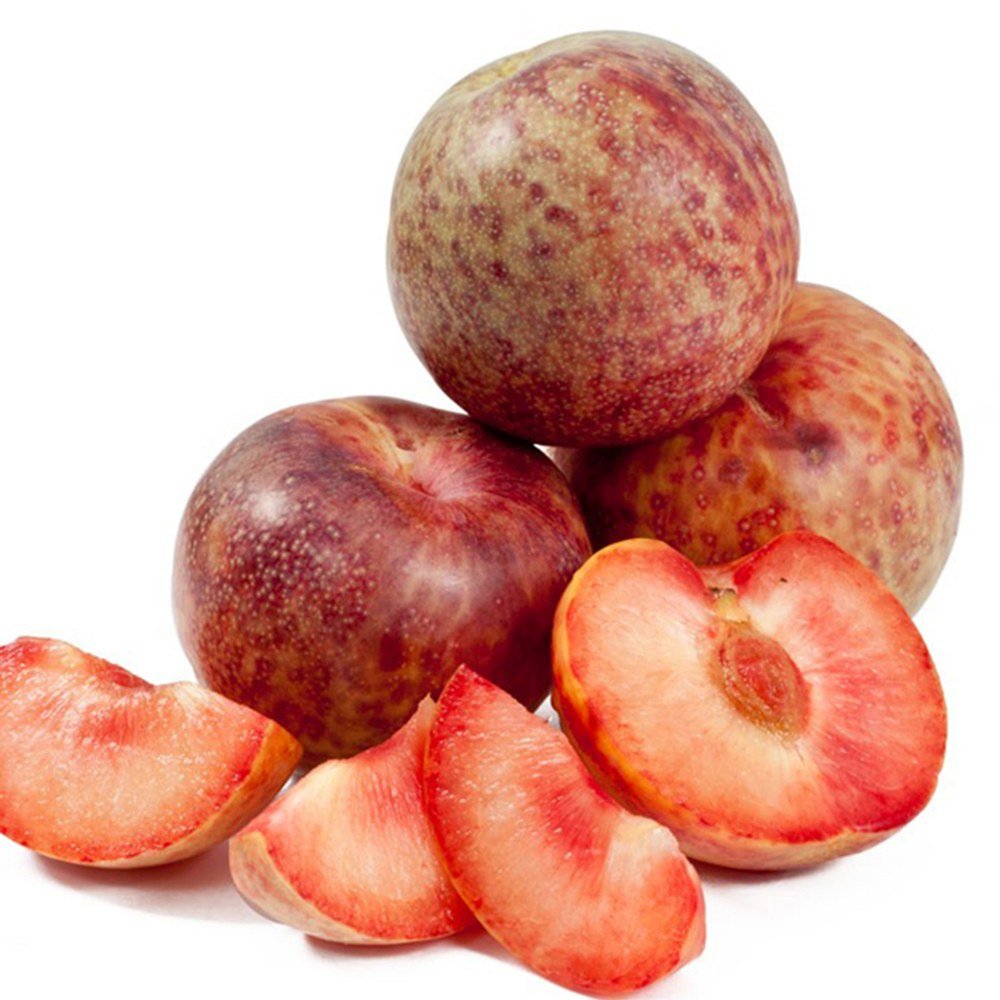 Слива Dapple Dandy (Prunus domestica), със сладко-кисели двуцветни плодове, на плод от 2-та година