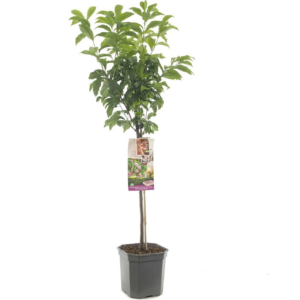Слива Dapple Dandy (Prunus domestica), със сладко-кисели двуцветни плодове, на плод от 2-та година