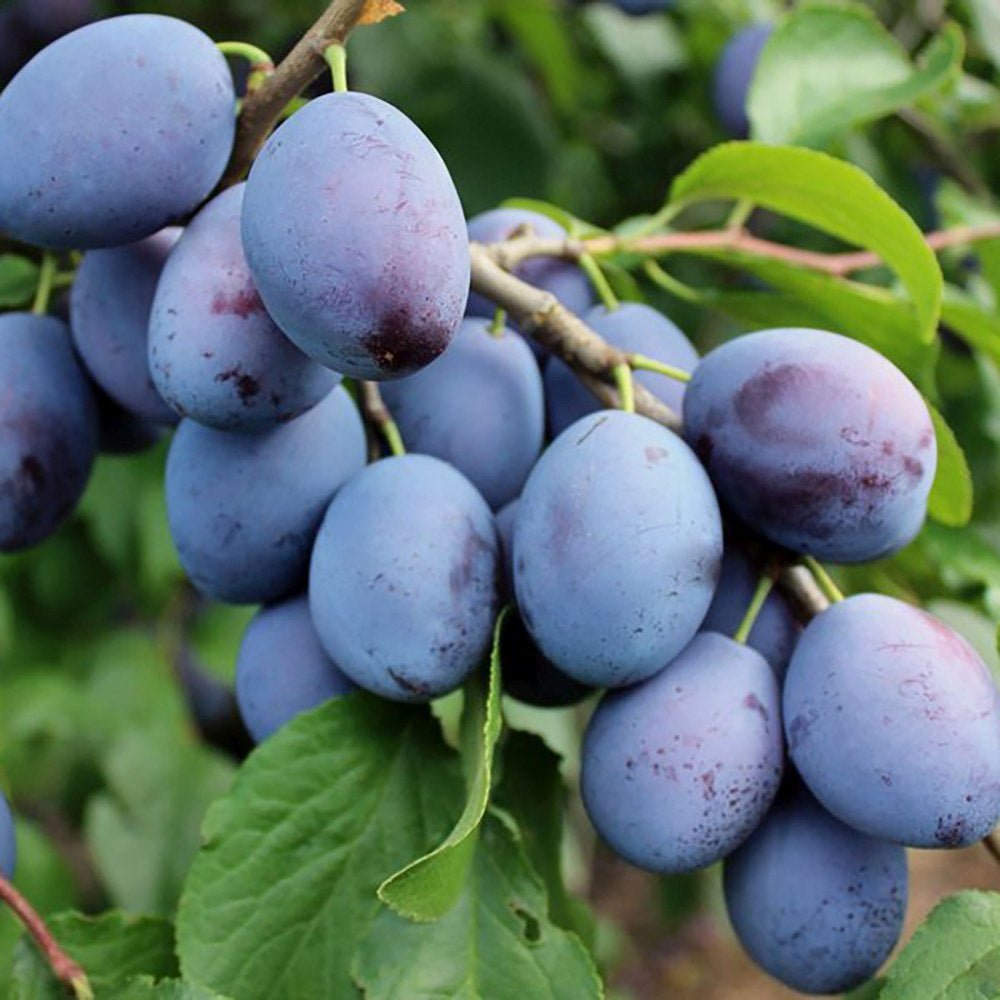 Prun Hauszwetsche (Prunus Domestica), cu fructe dulci, albastre-violet