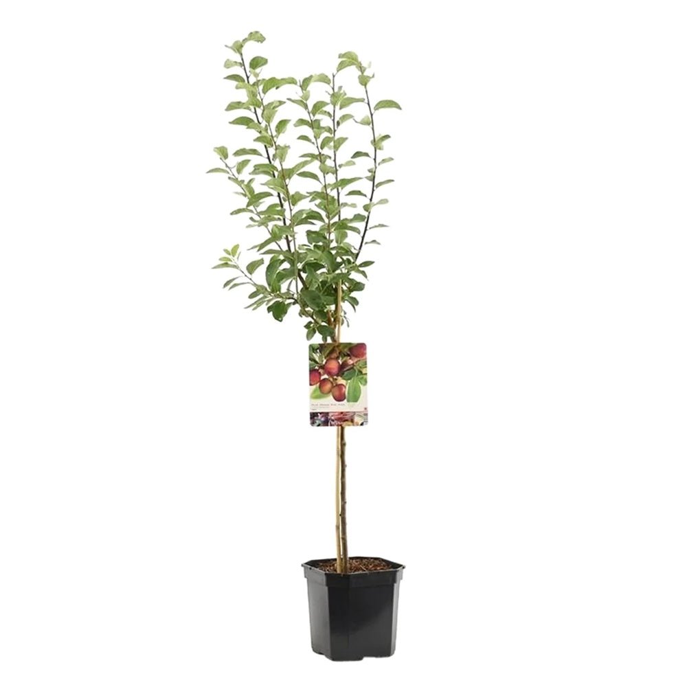 Prun Opal (Prunus Domestica), cu fructe dulci-acidulate, mov-violet