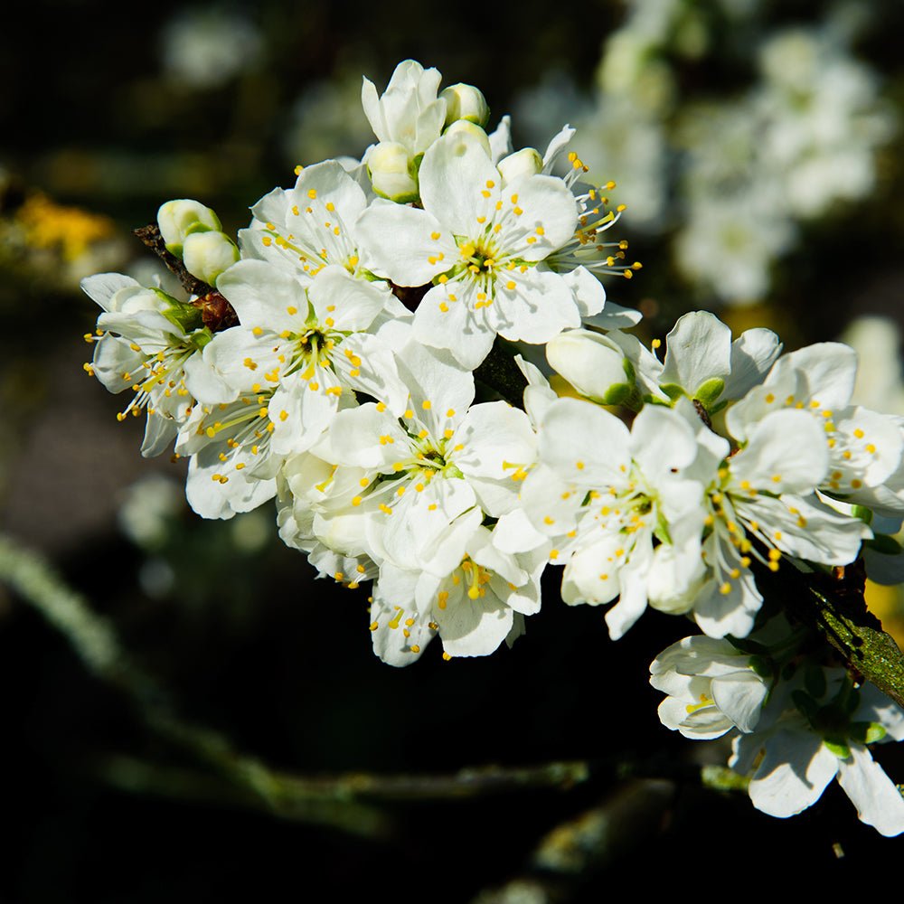 Prun Opal (Prunus Domestica), cu fructe dulci-acidulate, mov-violet