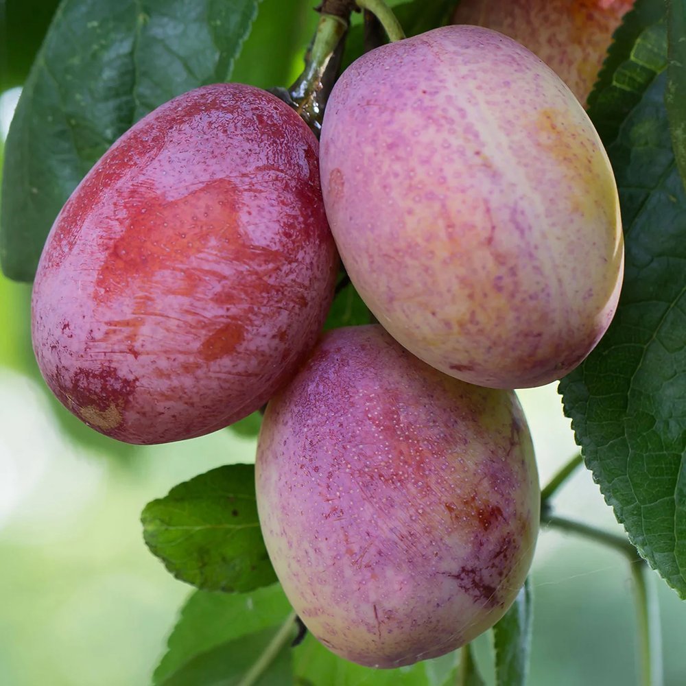 Prun Opal (Prunus Domestica), cu fructe dulci-acidulate, mov-violet